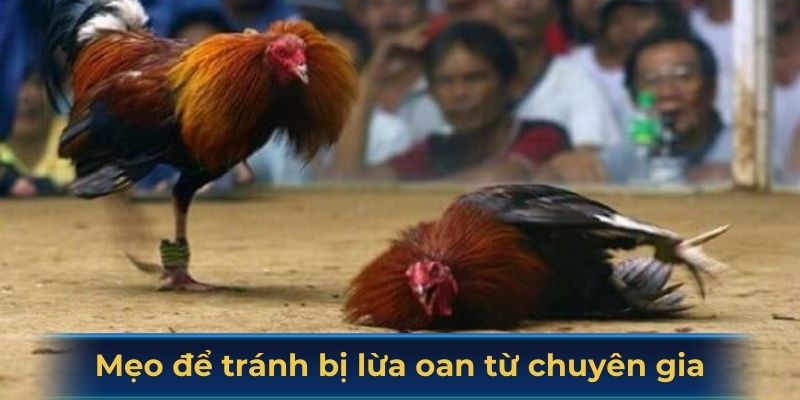 Mẹo để tránh bị lừa oan từ các chuyên gia của SV388